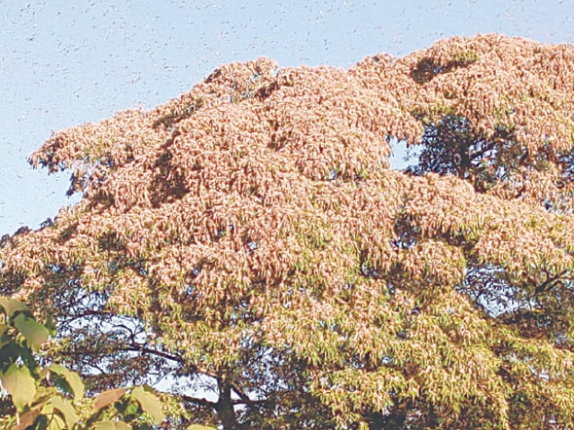 NAIROBI: Locusts swarm about a tree in northern Kenya.—Reuters