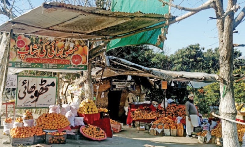 A stall in Punj Khatta area displays a variety of oranges. In the other picture a family is seen enjoying Khanpuri oranges. — Dawn A stall in Punj Khatta area displays a variety of oranges. In the other picture a family is seen enjoying Khanpuri oranges. — Dawn
