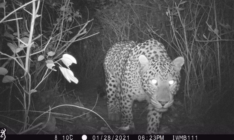 A female common leopard named Shezadi caught on camera by IWMB in January. — IWMB Chairperson Rina Saeed Khan's Twitter