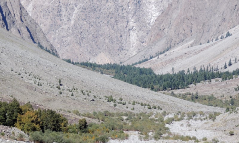 Himalayan birch trees growing in Chitral highlands. — Dawn