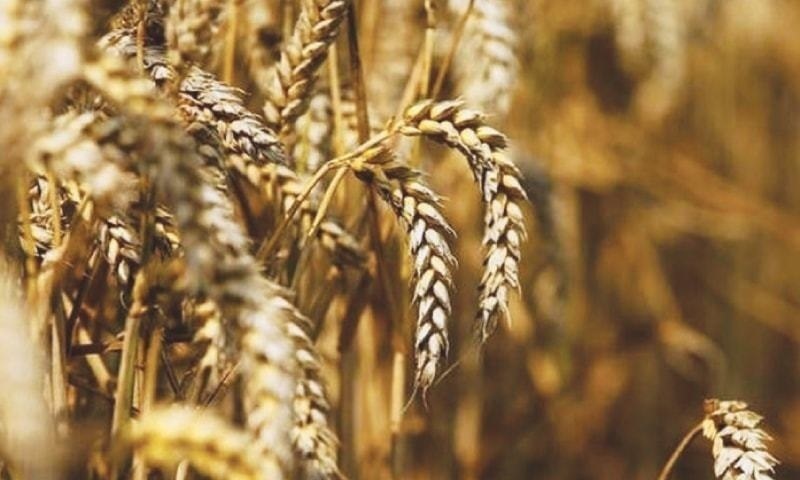 The Sindh cabinet fixed on Thursday the wheat procurement target for crop 2020-21 at 1.4 million tonnes (mmt) at a rate of Rs2,000 per 40kg. &mdash; Reuters/File