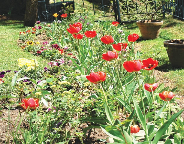 Glowing red tulips | Photos by the writer