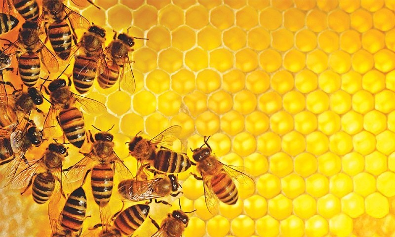 Bee population has been dwindling over the past decade due to a variety of reasons, ranging from bacterial diseases to pesticides. — File photo