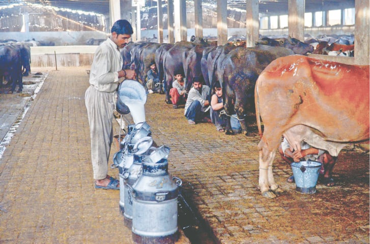 Milking under way at a dairy farm at Karachi’s Bhains Colony | Fahim Siddiqi/White Star