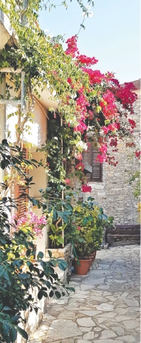 Beautiful Bougainvillea