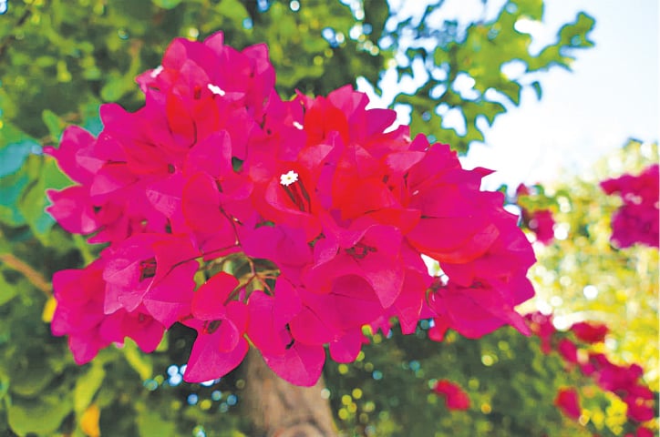 Magic magenta | Photos by the writer