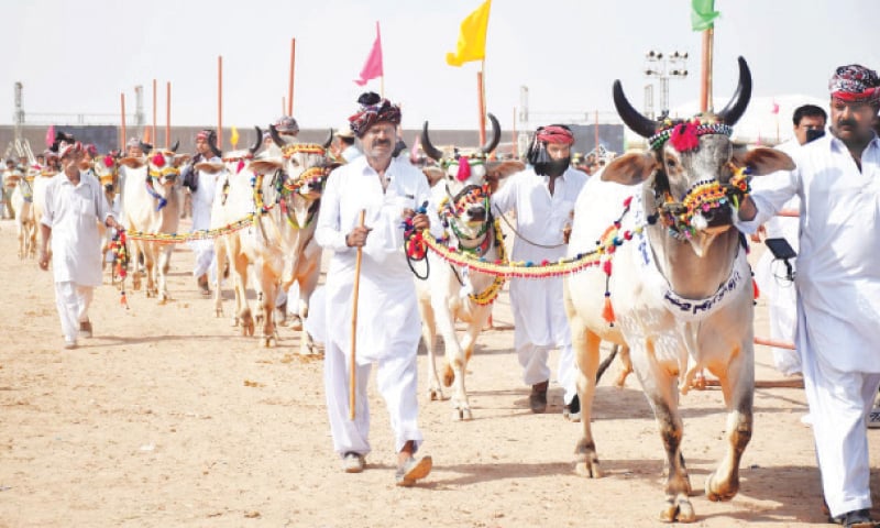 Healthy animals are paraded at the livestock expo on Saturday in Hyderabad.—Umair Ali Healthy animals are paraded at the livestock expo on Saturday in Hyderabad.—Umair Ali