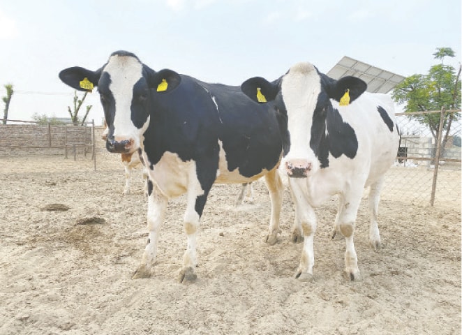 TWO Holstein-Friesian heifers stand at a dairy farm near Talagang in Chakwal district.—Photo by writer