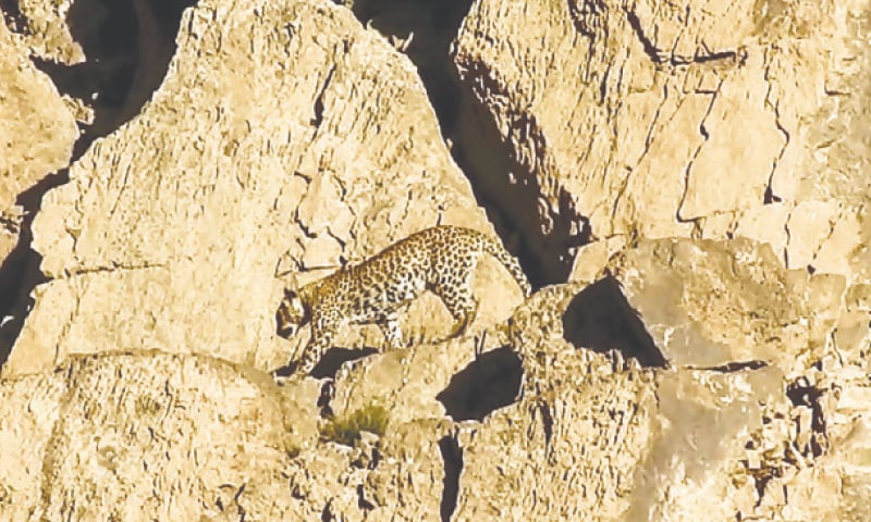 THIS handout video grab taken on May 7, and released by the Wildlife Department on Friday, shows a rare Persian leopard (Panthera Tilliana) at the Hazarganji-Chiltan National Park on the outskirts of Quetta. — AFP