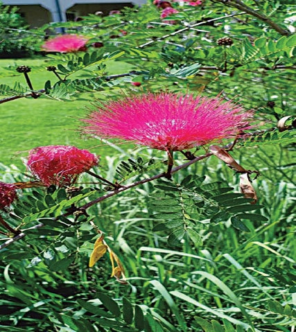 Rain tree in blossom
