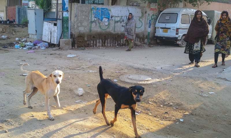 A pair of dogs roams a city street in this file photo. — Fahim Siddiqi/White Star