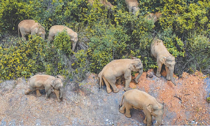 A MAY 28 file photo shows the herd of wild Asian elephants in E&rsquo;shan county, southwestern China&rsquo;s Yunnan province.&mdash;AP