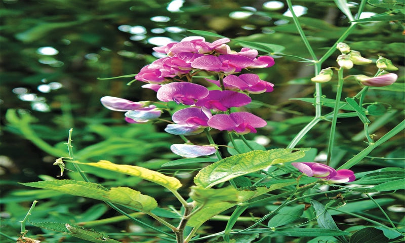 Perennial sweet peas