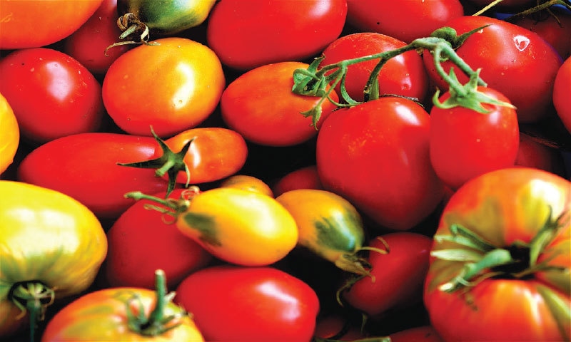 An interesting mix of tomatoes