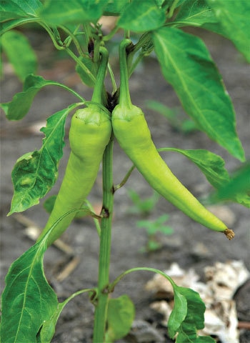 Heritage lime chillies