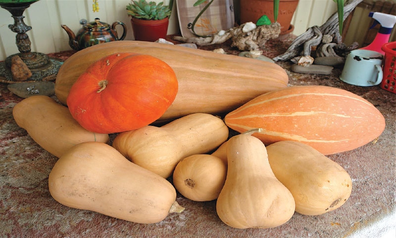 Pumpkins and squash for posterity | Photos by the writer