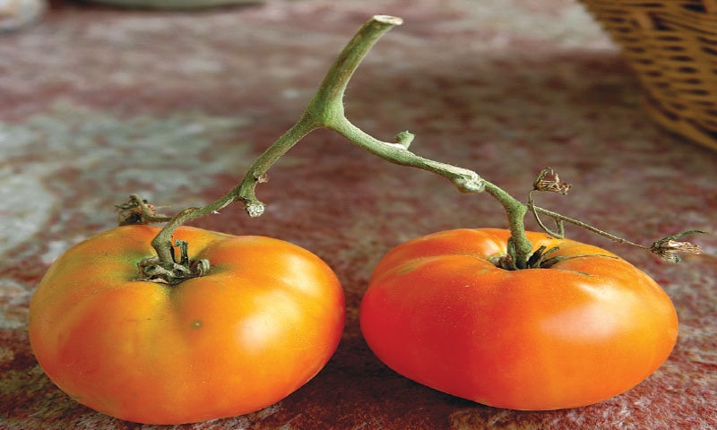 Orange heritage tomatoes