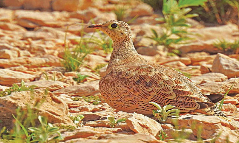 Lichtenstein’s Sandgrouse | Ahmer Rizvi