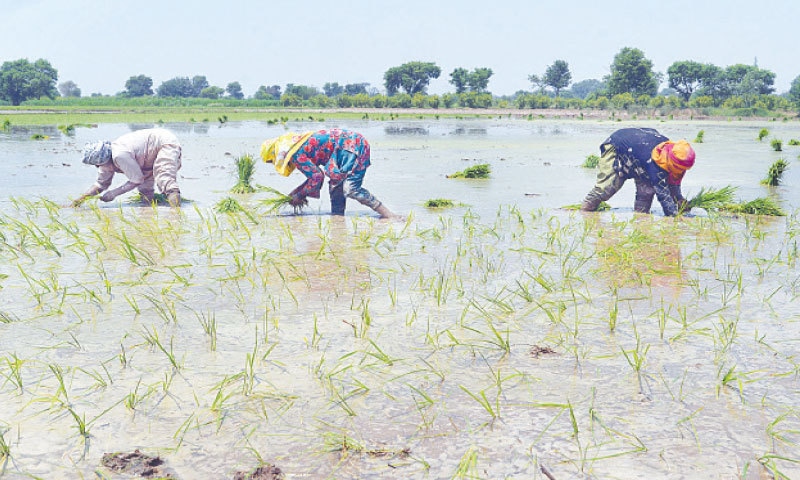 LAHORE: Farmers plant saplings in a paddy field submerged by water on Saturday. Pakistan’s export of basmati rice fell to $511m in 11 months of this fiscal year from $739m in the same period last year — a drop of around 31 per cent. —Online