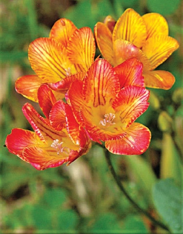 Freesias