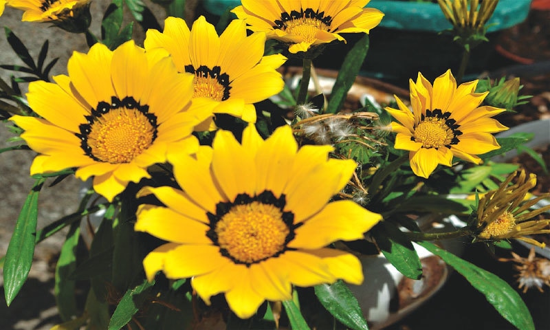 Gazania sunshine | Photos by the writer Gazania sunshine | Photos by the writer
