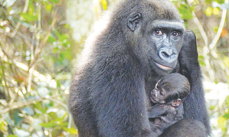 BATEKE: A gorilla cradles its baby at a wildlife reserve in Gabon.—AFP