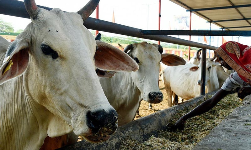 One of the men called a local vet after the buffaloes starting to “act strangely and their mouths started frothing”, local police official Dilipsinh Baldev said. — AFP One of the men called a local vet after the buffaloes starting to “act strangely and their mouths started frothing”, local police official Dilipsinh Baldev said. — AFP