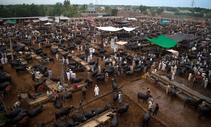 People crowd at a cattle market ahead of Eidul Azha in Peshawar on July 13. — AFP