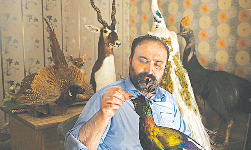IN this June 9 picture, Jahangir Khan Jadoon works on a stuffed bird at his workshop near Lahore.&mdash;AFP