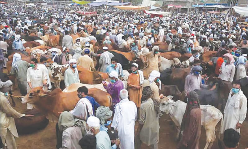 People visit a cattle market set in Peshawar before Eid.—AP