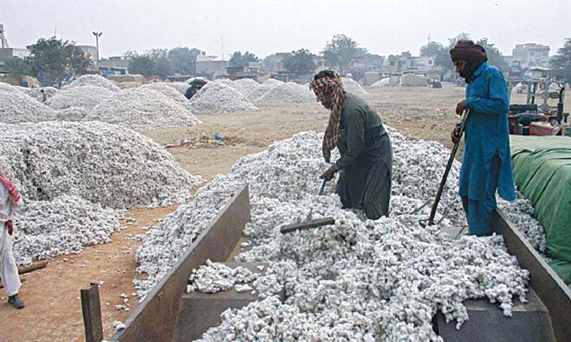 In this file photo, labourers unload cotton from a tractor-trolley at the Ghalla Mandi in Bahawalpur. — APP/File