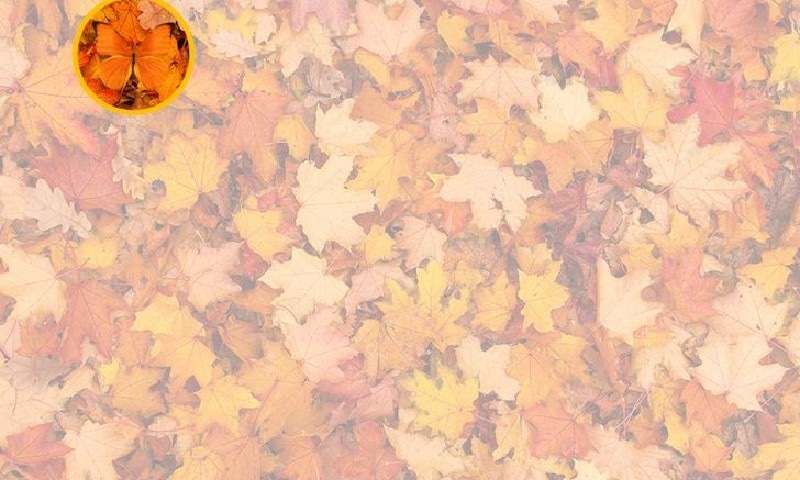 فوٹو بشکریہ  برائٹ سائیڈ