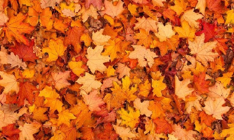 تتلی  تلاش کرنا آسان نہیں &mdash; شٹر اسٹاک فوٹو