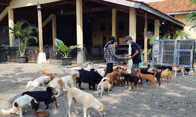 In this file photo, volunteers of the Animal Defenders feed rescued dogs at their shelter in Parung, Bogor, in West Java province of Indonesia. &mdash; Reuters/File
