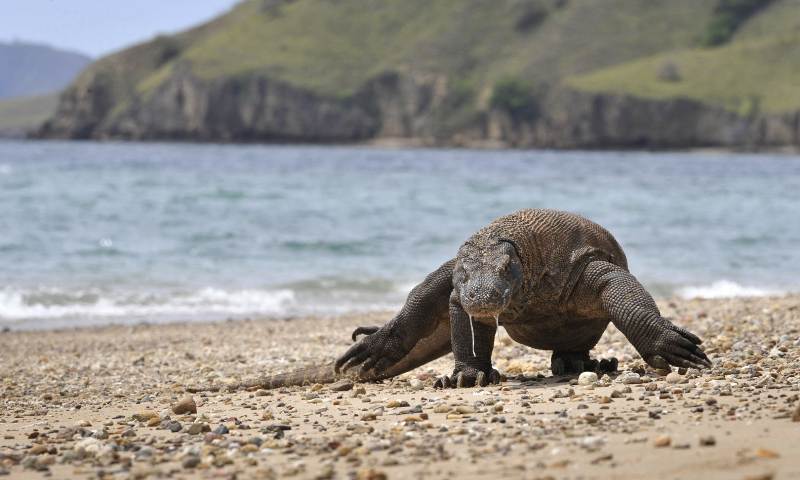 In this file photo, a Komodo Dragon searches the shore area of Komodo island for prey. &mdash; AFP