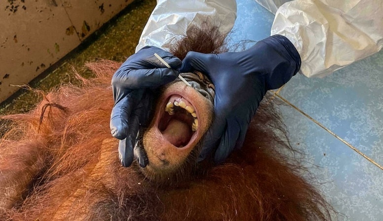 This undated photo from the Sabah Wildlife Department released on Sep 12, 2021 shows a vet wearing personal protective equipment while collecting a swab sample from an orangutan for Covid-19 coronavirus testing in Borneo. &mdash; AFP