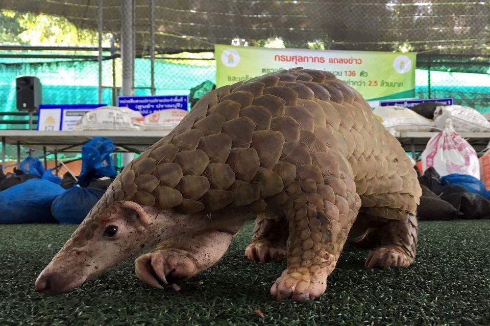A pangolin walks during a news conference after Thai customs confiscated live pangolins, in Bangkok, Thailand on August 31, 2017. &mdash; Reuters