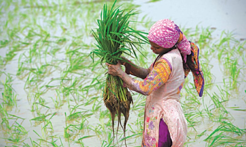 Asma Mohsin, a public policy scholar, claims that up to 65pc of women in Pakistan are engaged in subsistence level, low or unpaid farming. — Dawn/File