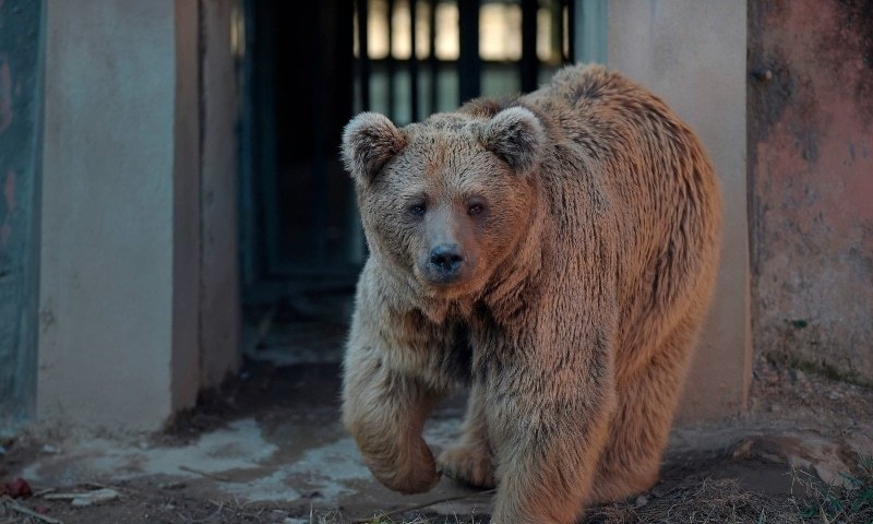 A Himalayan brown bear named 'Bubloo' is seen inside its enclosure prior to transport it to a sanctuary in Jordan, at the Marghazar Zoo in Islamabad on December 16, 2020. — AFP/File