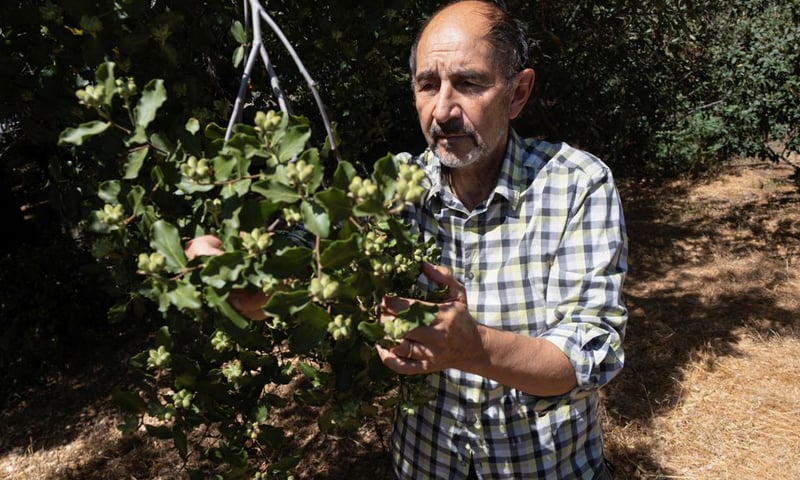 In this file photo, Ricardo San Martin, a Chilean expert on the Quillay soapbark tree and its industrial uses, counts the seeds on a soapbark tree growing in the wild on the campus of the University of California in Berkeley, US. — Reuters
