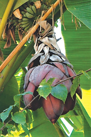 Fascinating banana flower