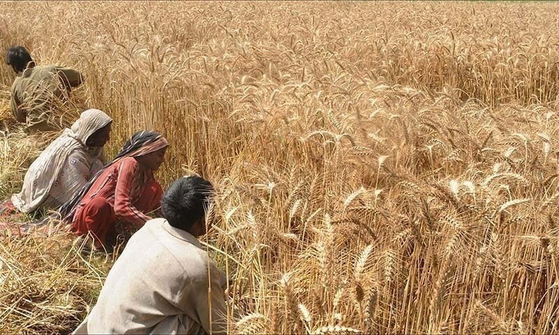 A file photo of wheat farmers. — AFP/File