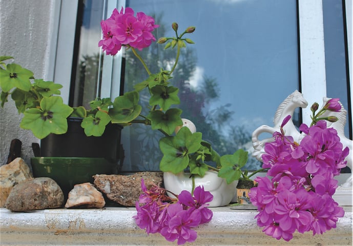 Ivy-leafed geranium | Photos by the writer