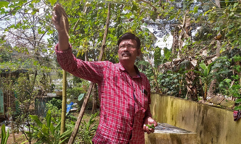 Sugathan P. R., who received two doses of Bharat Biotech's domestically developed Covaxin vaccine, collects vegetables in his kitchen garden in Pandalam village, Kerala, India. — Reuters