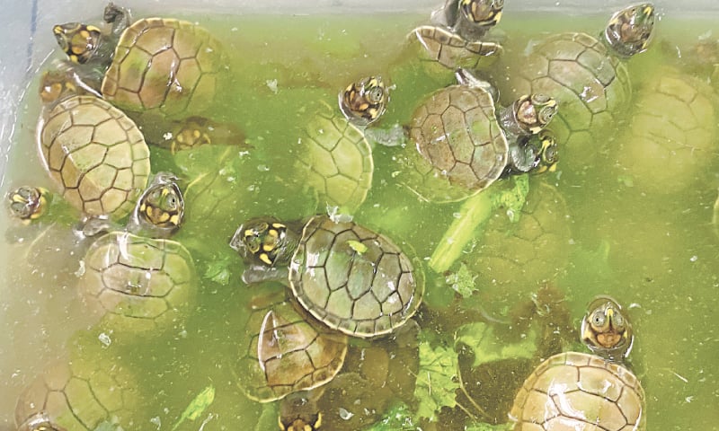 Baby river turtles native to the Amazon rainforest are seen before being freed on Thursday. — Reuters Baby river turtles native to the Amazon rainforest are seen before being freed on Thursday. — Reuters