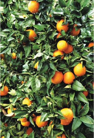 Fragrant oranges