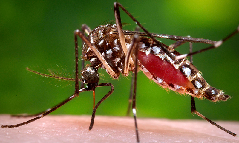 This file photo shows a dengue mosquito. — Reuters/File