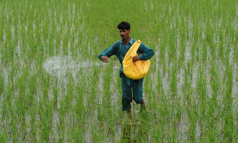 A farmer disperses fertiliser in a rice paddy field on the outskirts of Lahore. — AFP/File