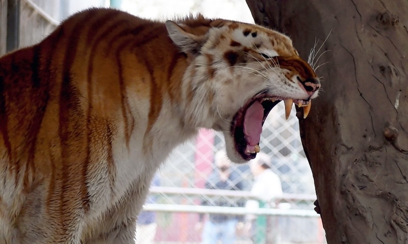 A tiger yawns in a cage at the zoo in Karachi. —AFP/File