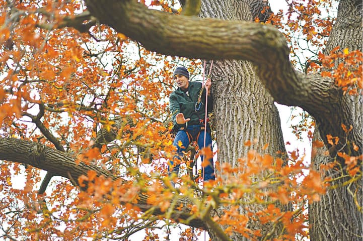 Bee conservationist Filipe Salbany climbs an oak tree to survey a honeybee colony in the High Park in Oxfordshire.—AFP